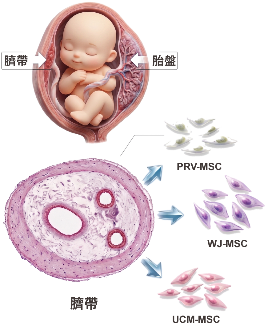 什麼是臍帶間質幹細胞