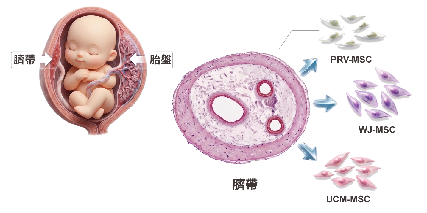什麼是臍帶間質幹細胞
