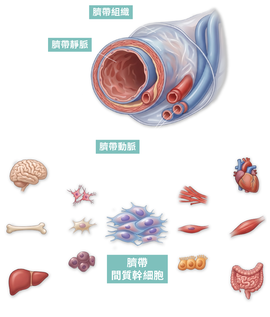 臍帶間質幹細胞的潛力