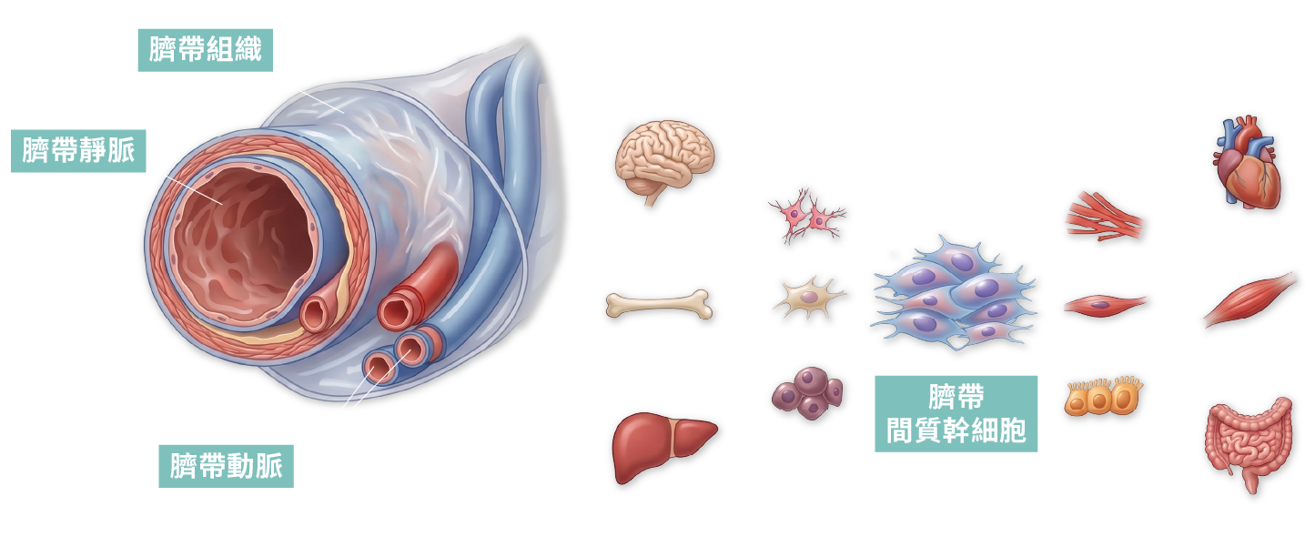 臍帶間質幹細胞的潛力