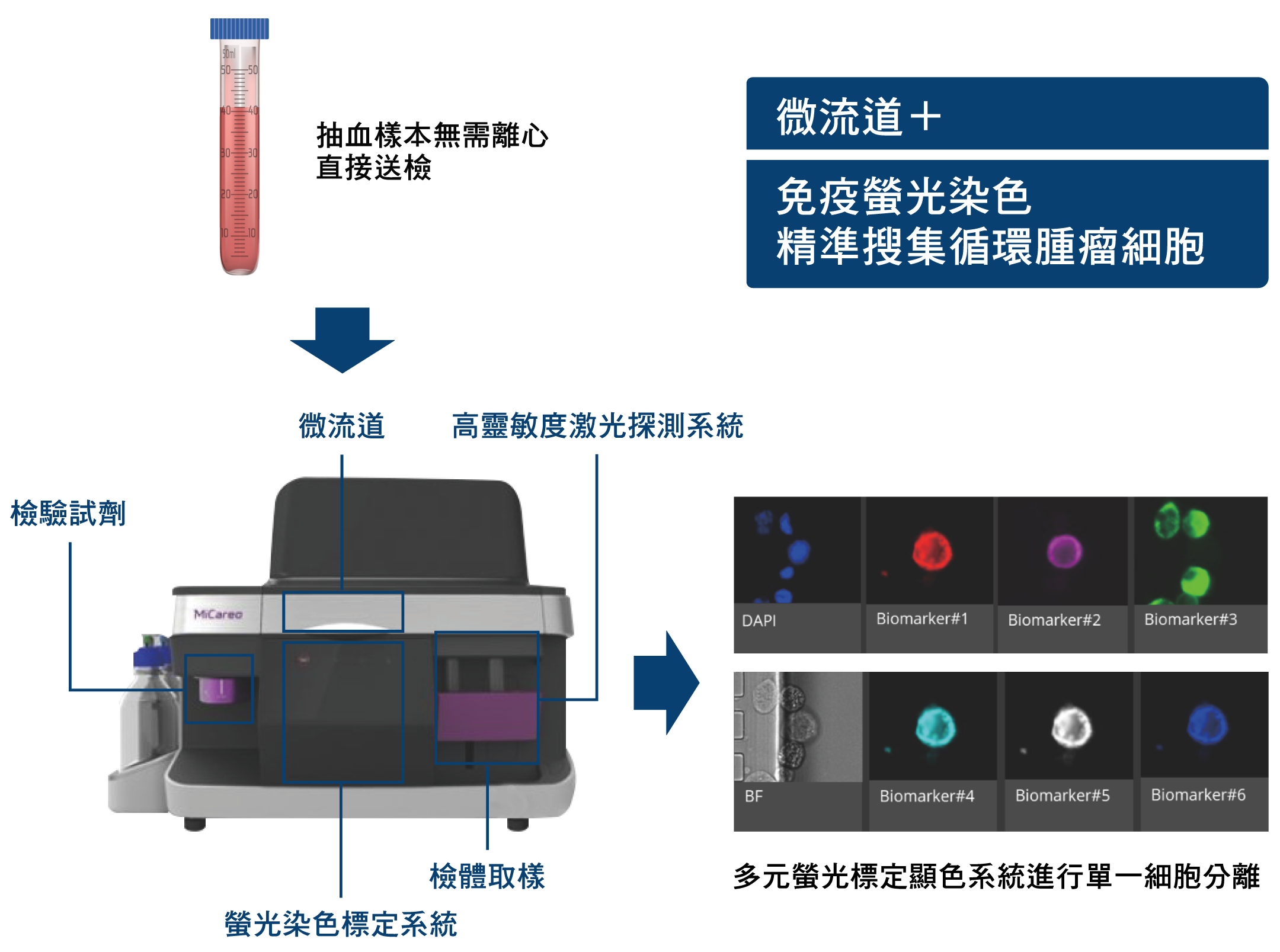 循環腫瘤細胞檢測NEW - 長春藤生物科技