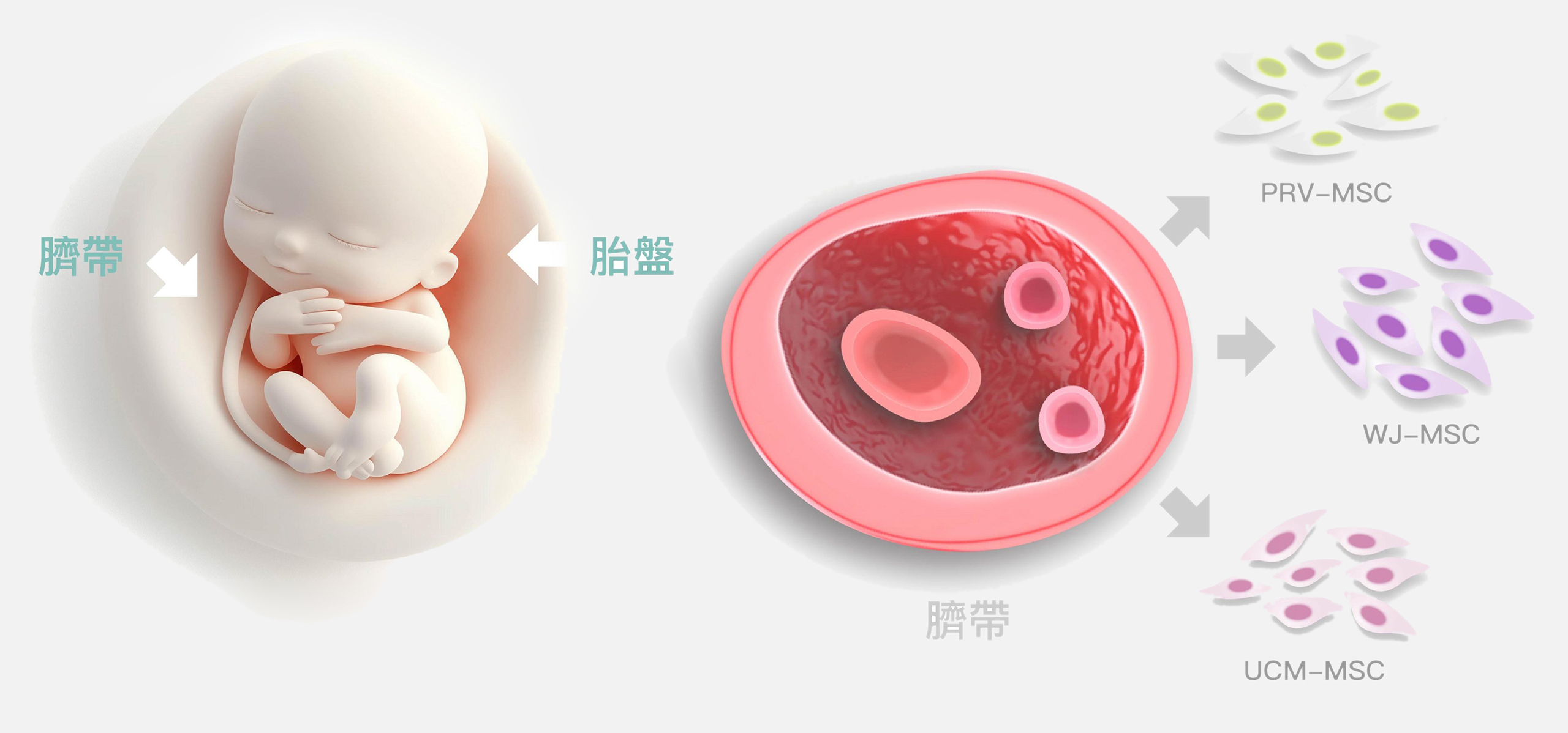 臍帶間質幹細胞儲存NEW - 長春藤生物科技