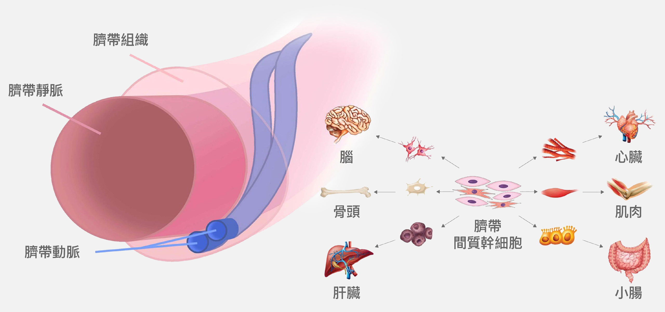 臍帶間質幹細胞儲存NEW - 長春藤生物科技