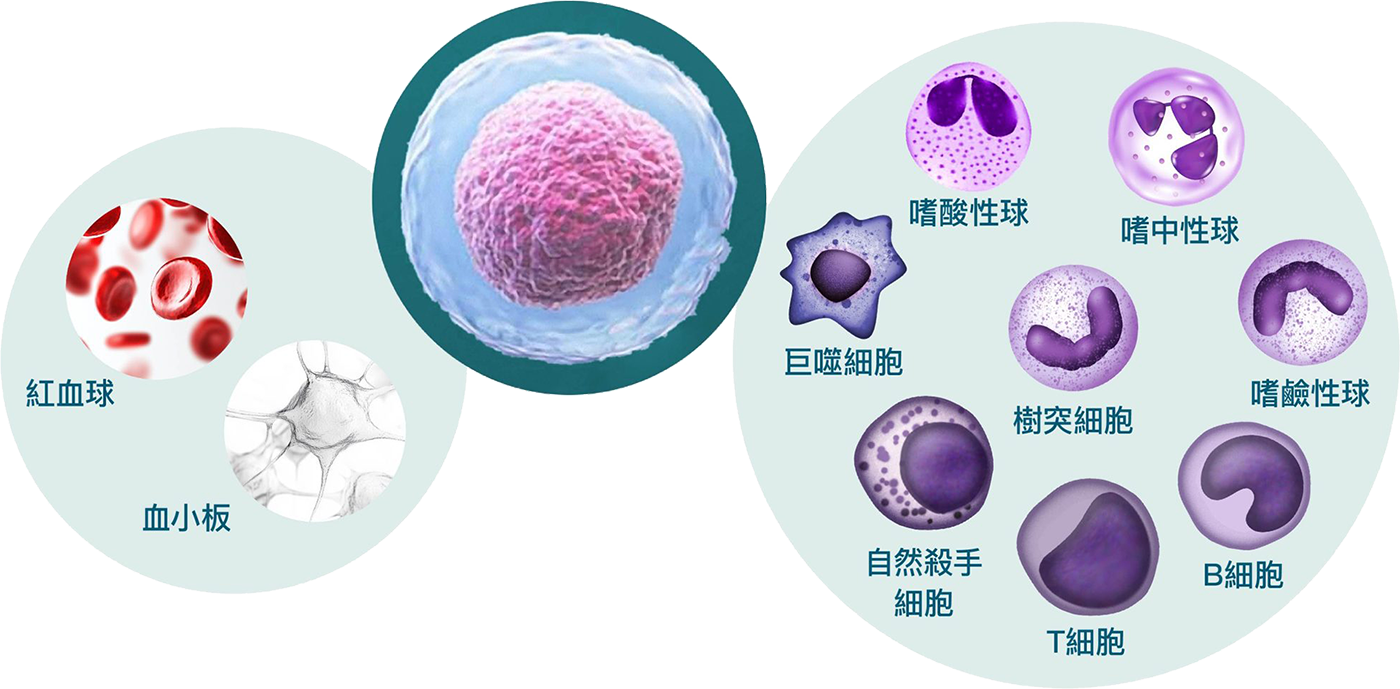 周邊血造血幹細胞儲存NEW - 長春藤生物科技